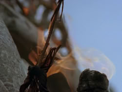 extant_XenaWarriorPrincess_1x22_Callisto_03613