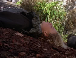 extant_XenaWarriorPrincess_2x02-RememberNothing_00291