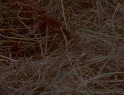 extant_XenaWarriorPrincess_2x02-RememberNothing_02145