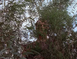 extant_XenaWarriorPrincess_2x03-TheGiantKiller_01313