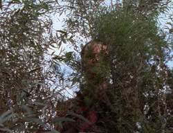 extant_XenaWarriorPrincess_2x03-TheGiantKiller_01314