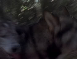 extant_XenaWarriorPrincess_2x04-GirlsJustWannaHaveFun_00084