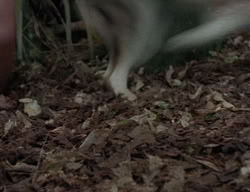 extant_XenaWarriorPrincess_2x04-GirlsJustWannaHaveFun_00334