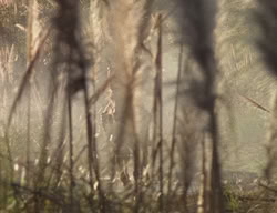 extant_XenaWarriorPrincess_2x05-ReturnOfCallisto_01765