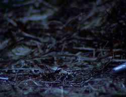 extant_XenaWarriorPrincess_2x05-ReturnOfCallisto_02413