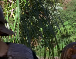 extant_XenaWarriorPrincess_2x06-WarriorPrincessTramp_01141