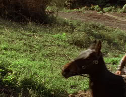 extant_XenaWarriorPrincess_2x06-WarriorPrincessTramp_02019
