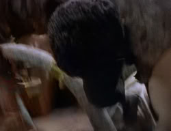 extant_XenaWarriorPrincess_2x06-WarriorPrincessTramp_02970