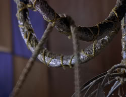 extant_XenaWarriorPrincess_2x06-WarriorPrincessTramp_03167