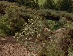 extant_XenaWarriorPrincess_2x06-WarriorPrincessTramp_03693