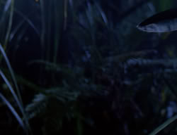 extant_XenaWarriorPrincess_2x07-IntimateStranger_0210