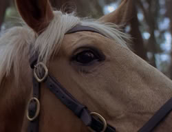 extant_XenaWarriorPrincess_2x07-IntimateStranger_1726