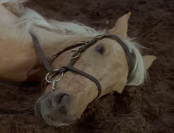 extant_XenaWarriorPrincess_2x07-IntimateStranger_1777