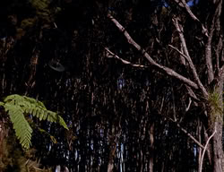 extant_XenaWarriorPrincess_2x07-IntimateStranger_2277