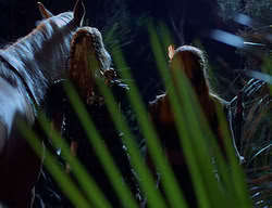 extant_XenaWarriorPrincess_2x07-IntimateStranger_3547