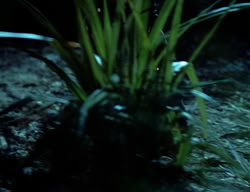 extant_XenaWarriorPrincess_2x08-TenLittleWarlords_0008