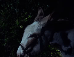 extant_XenaWarriorPrincess_2x09-ASolsticeCarol_1685