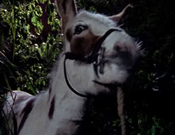 extant_XenaWarriorPrincess_2x09-ASolsticeCarol_1848