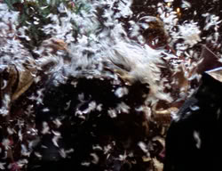 extant_XenaWarriorPrincess_2x09-ASolsticeCarol_3226