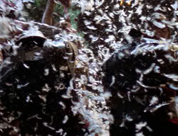 extant_XenaWarriorPrincess_2x09-ASolsticeCarol_3228