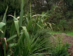 extant_XenaWarriorPrincess_2x09-ASolsticeCarol_3361