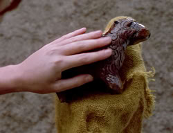 extant_XenaWarriorPrincess_2x09-ASolsticeCarol_3514