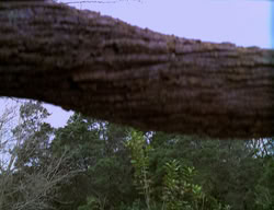 extant_XenaWarriorPrincess_2x09-ASolsticeCarol_3539