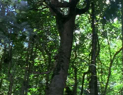 extant_XenaWarriorPrincess_2x10-TheXenaScrolls_2781