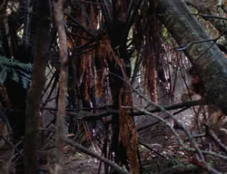 extant_XenaWarriorPrincess_2x12-Destiny_00362