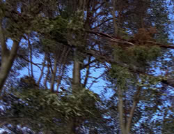 extant_XenaWarriorPrincess_2x12-Destiny_00486