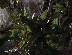 extant_XenaWarriorPrincess_2x13-TheQuest_00516