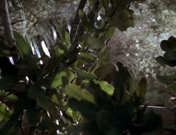 extant_XenaWarriorPrincess_2x13-TheQuest_00520