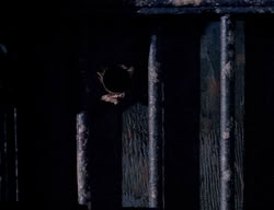 extant_XenaWarriorPrincess_2x13-TheQuest_00864