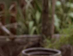 extant_XenaWarriorPrincess_2x14-ANecessaryEvil_00385
