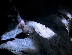 extant_XenaWarriorPrincess_2x14-ANecessaryEvil_00849