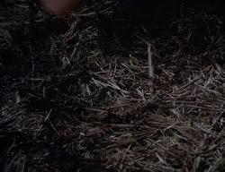 extant_XenaWarriorPrincess_2x14-ANecessaryEvil_01062