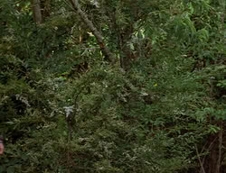 extant_XenaWarriorPrincess_2x14-ANecessaryEvil_01708