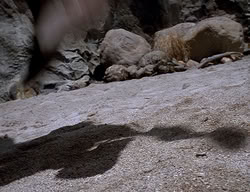 extant_XenaWarriorPrincess_2x14-ANecessaryEvil_02222