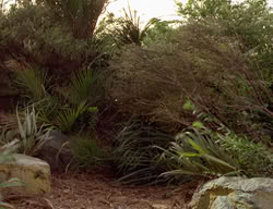 extant_XenaWarriorPrincess_2x14-ANecessaryEvil_02832