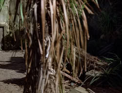 extant_XenaWarriorPrincess_2x14-ANecessaryEvil_02844