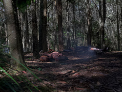 extant_XenaWarriorPrincess_2x15-ADayintheLife_00001