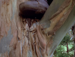 extant_XenaWarriorPrincess_2x15-ADayintheLife_03284