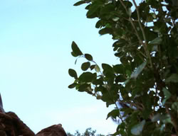 extant_XenaWarriorPrincess_3x01-TheFuries_00868