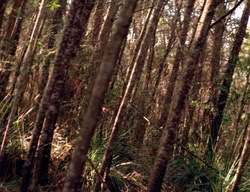 extant_XenaWarriorPrincess_3x01-TheFuries_01311
