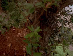 extant_XenaWarriorPrincess_3x01-TheFuries_02124