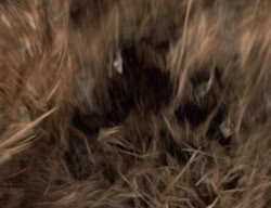 extant_XenaWarriorPrincess_3x02-BeenThereDoneThat_00643