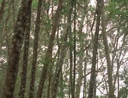 extant_XenaWarriorPrincess_3x03-TheDirtyHalfDozen_01542