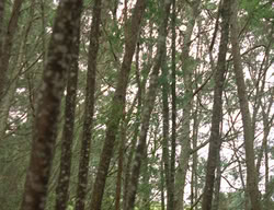 extant_XenaWarriorPrincess_3x03-TheDirtyHalfDozen_01543