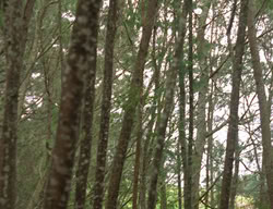 extant_XenaWarriorPrincess_3x03-TheDirtyHalfDozen_01544