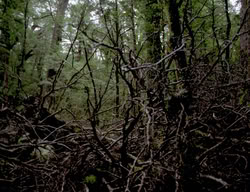 extant_XenaWarriorPrincess_3x05-GabriellesHope_00276